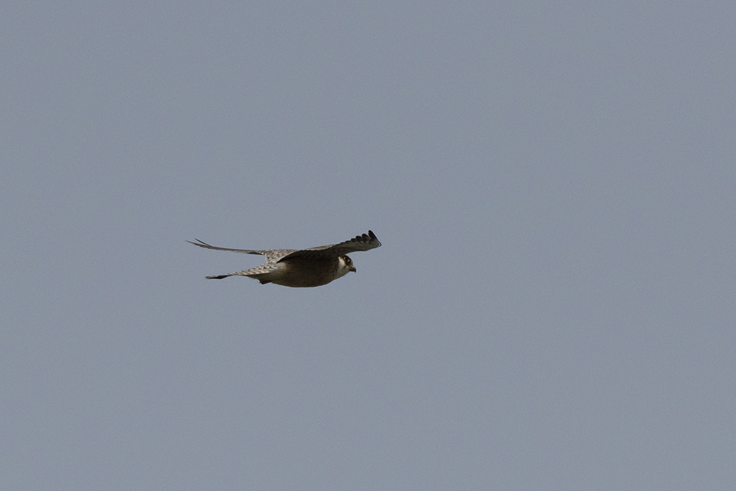 Red-footed Falcon